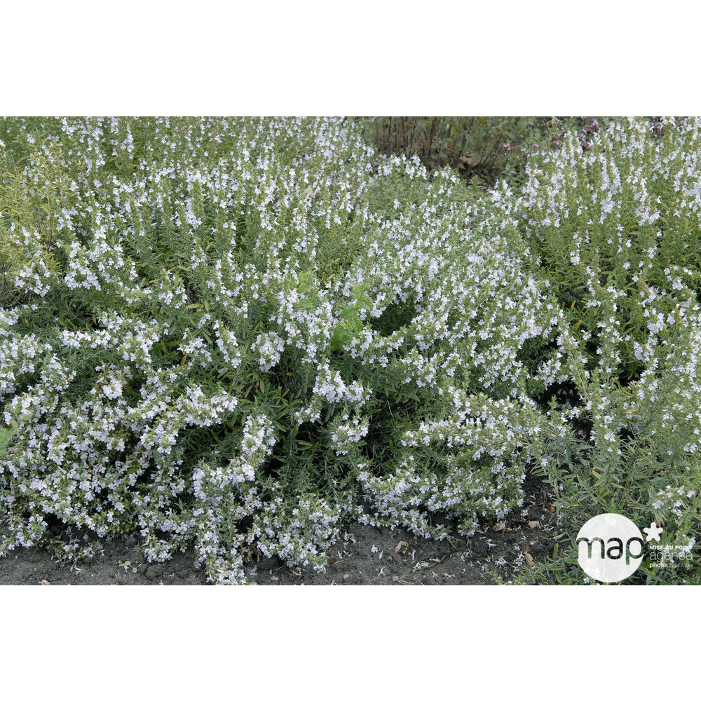  Plant De Sarriette Vivace Eco-R : Pot De 1 Litre