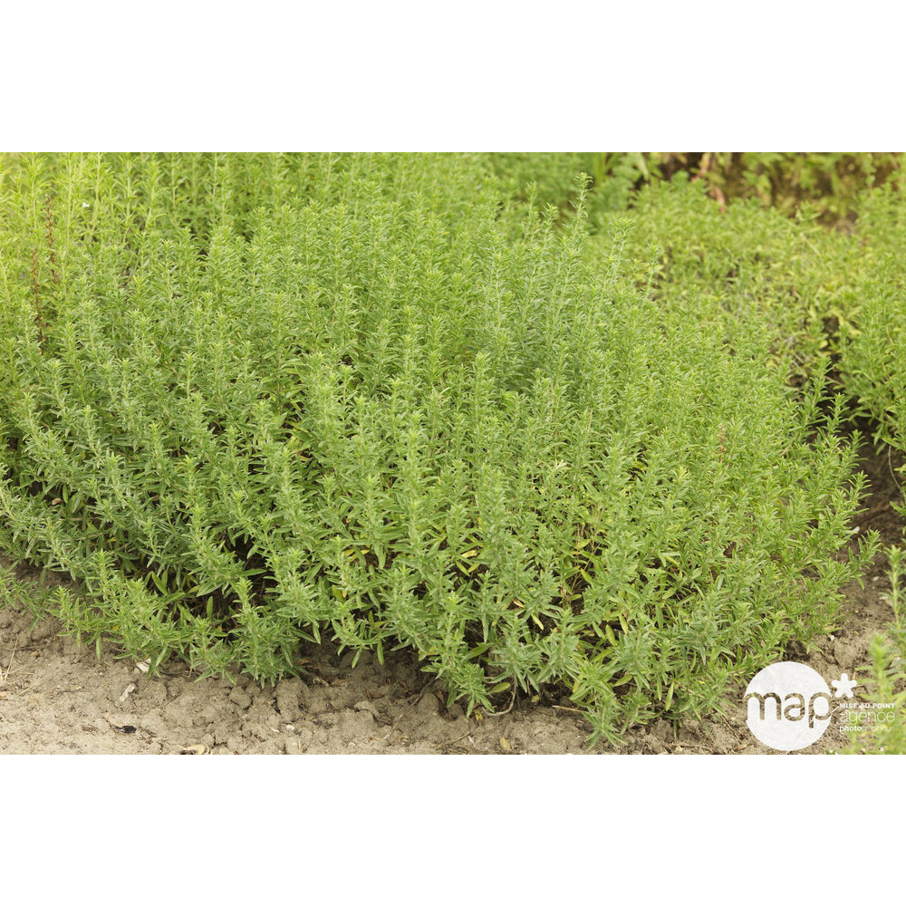  Plant De Sarriette Vivace Eco-R : Pot De 1 Litre