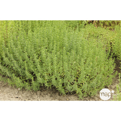  Plant De Sarriette Vivace Eco-R : Pot De 1 Litre