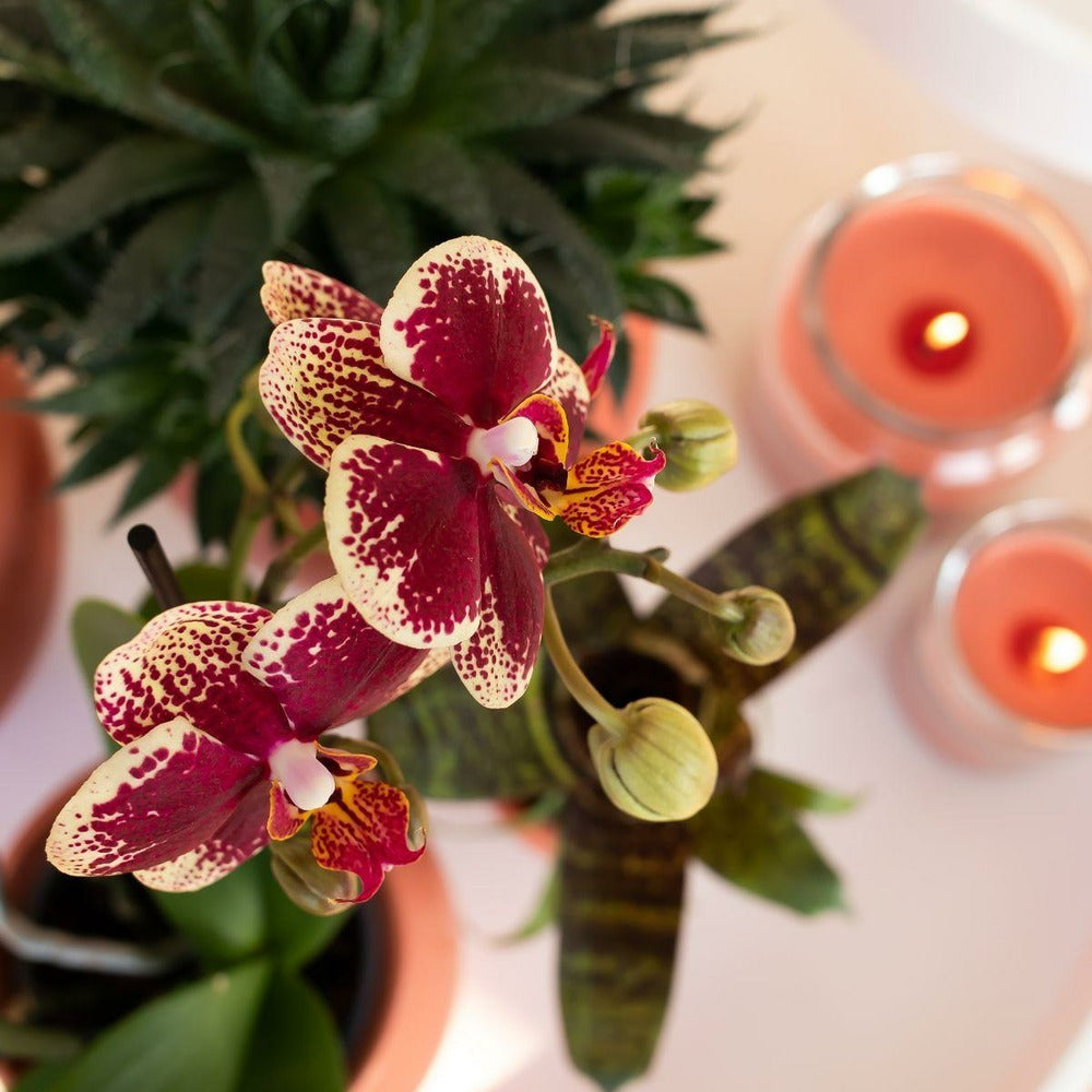  Orchidée Phalaenopsis Spain En Pot Terracotta Scandic 35cm - Plante D'intérieur
