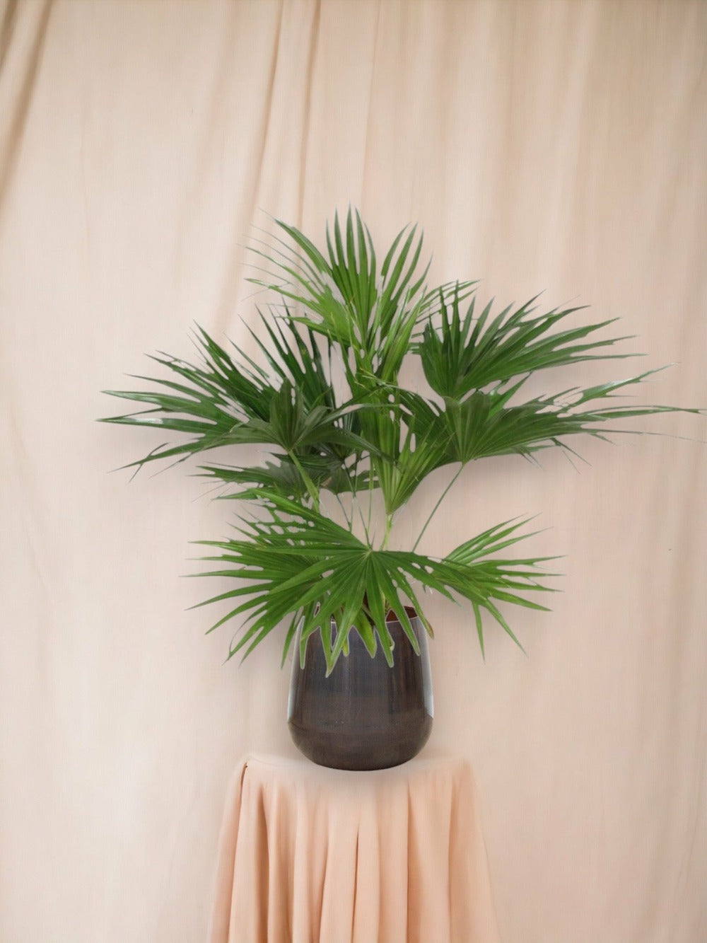  Livistona Chinensis 150cm - Plante D'intérieur
