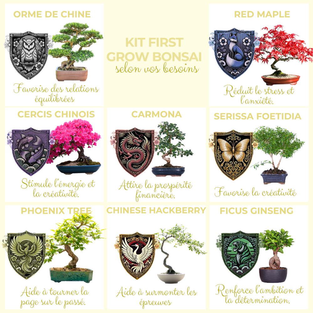  Cultivea- Kit First Bonsai Phoenix Tree Avec Accesoires