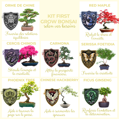  Cultivea- Kit First Bonsai Phoenix Tree Avec Accesoires