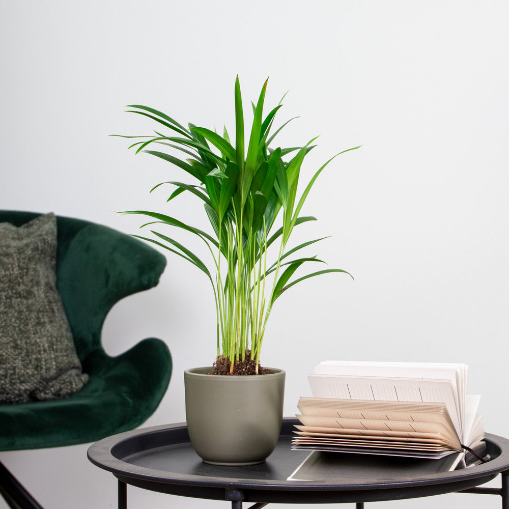  Dypsis Lutescens - Palmier Areca - Plantes D’intérieur - Hauteur 20-30 Cm - Pot 10,5 Cm