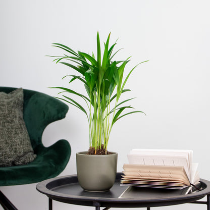  Dypsis Lutescens - Palmier Areca - Plantes D’intérieur - Hauteur 20-30 Cm - Pot 10,5 Cm