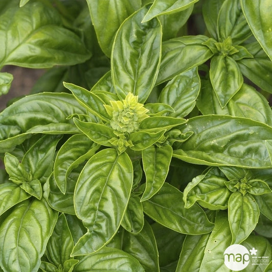  Basilic 'Grand Vert' : Pot 0.5 Litre
