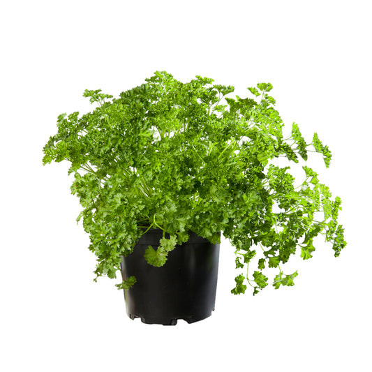  Plant De Persil Frisé : Pot De 1 Litre