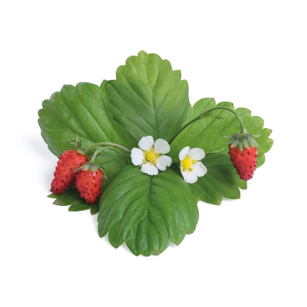  Recharge Lingot® De Fraise Des Bois Rouge - Pour Potager Véritable®