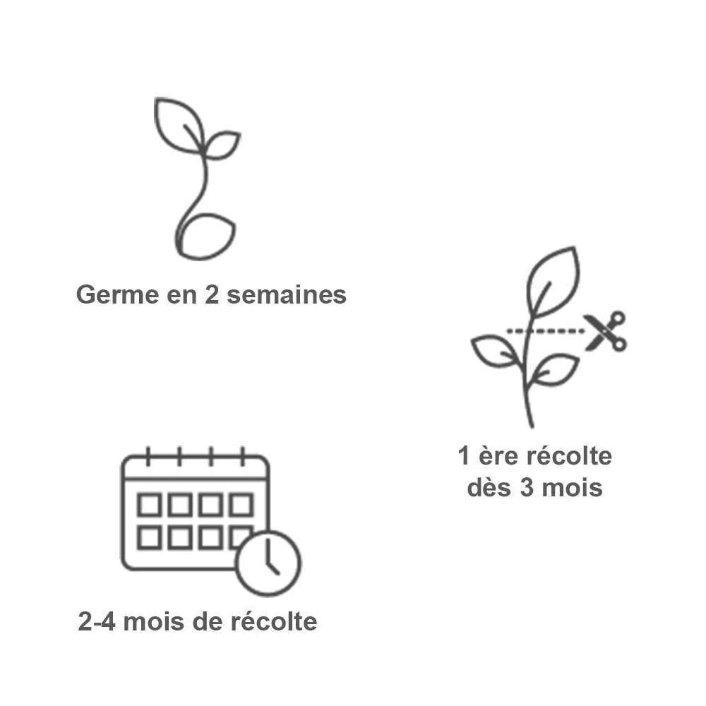  Recharge Lingot® De Fraise Des Bois Rouge - Pour Potager Véritable®