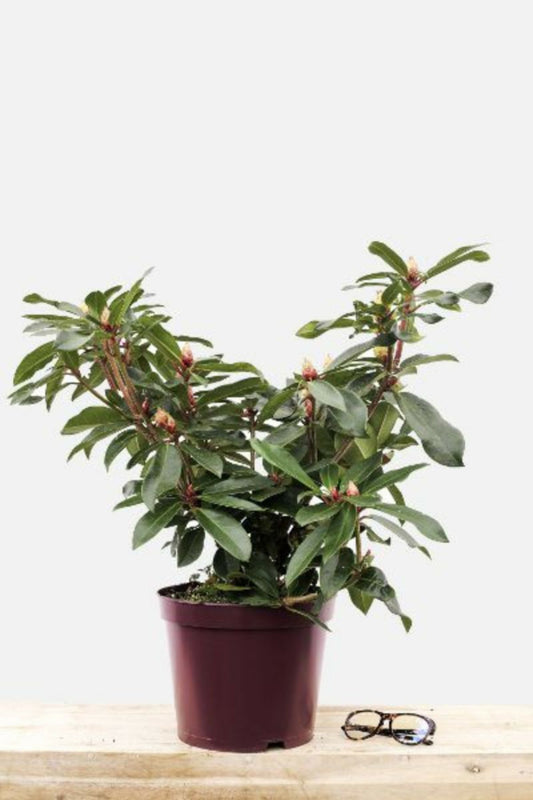  Rhododendron 'halfdan Lem' - En Pot De 5 Litres