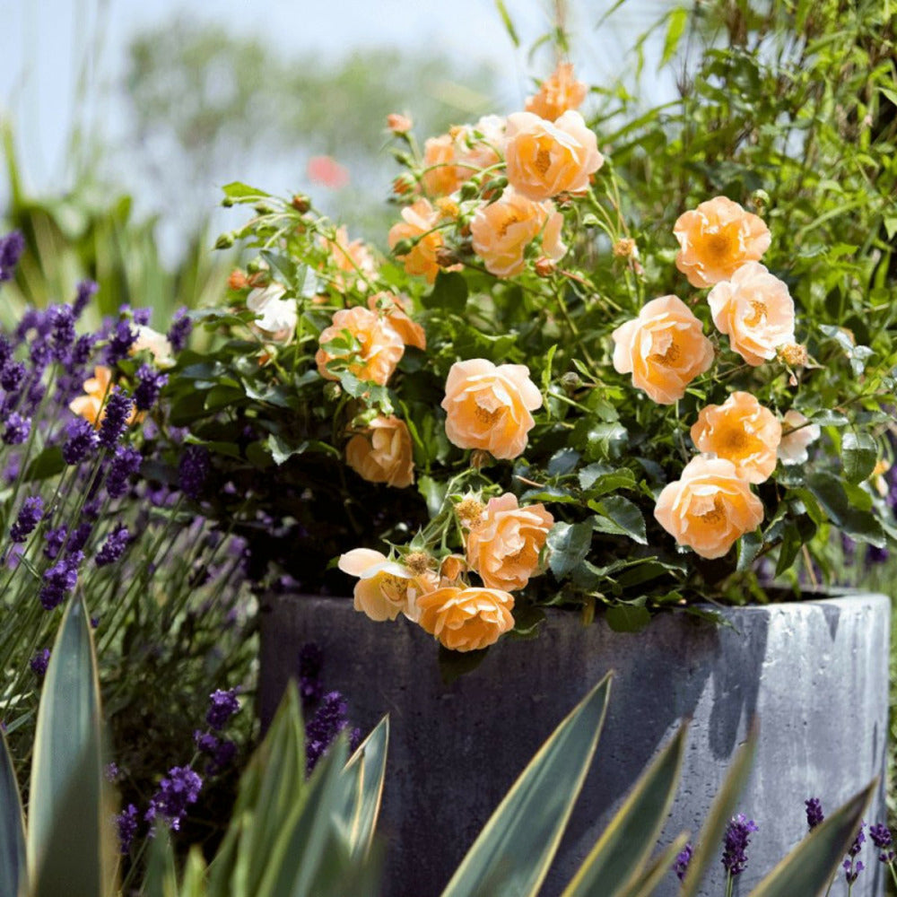  Rosier Arbustif Decorosier® Calizia® 'noa 97200 A'/[-]pot De 5l - 40/60 Cm