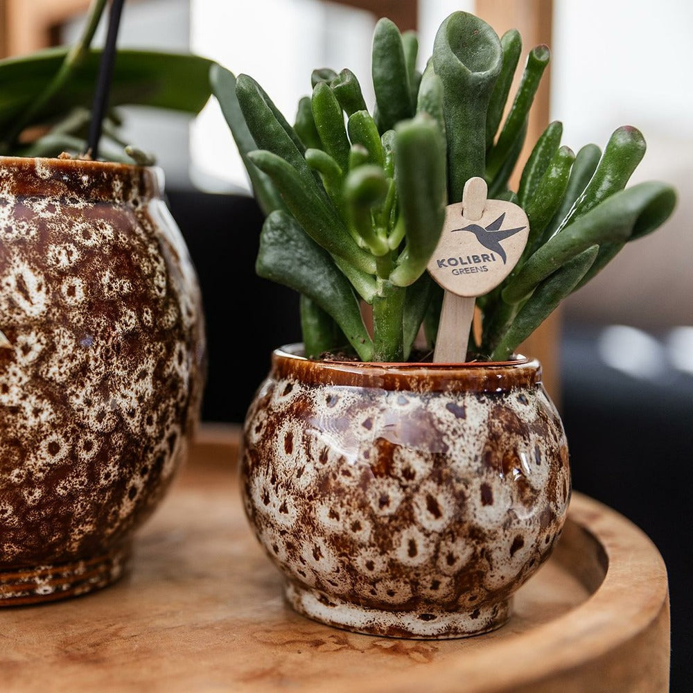  Coffret Untamed Nature : Orchidée Phalaenopsis Et Plantes Succulentes