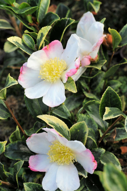  Camélia 'variegata ' - En Pot De 4 Litres