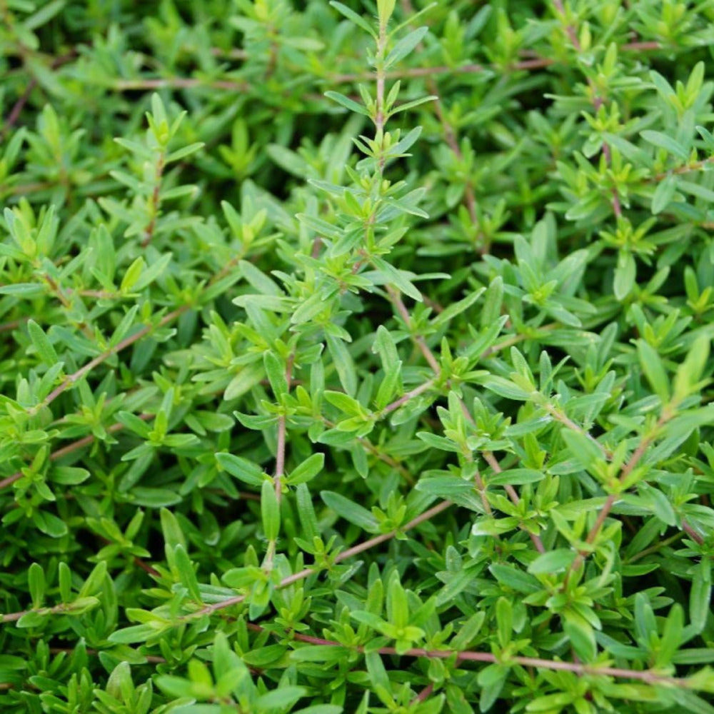  Thym Luisant Nitens/[-]godet - 5/20 Cm