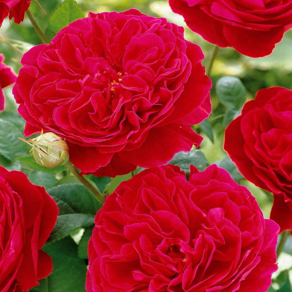  Rosier Floribunda Red Leonardo Da Vinci ® Meiangele - La Motte / 3+ Branches, Vendu Par Lot De 2