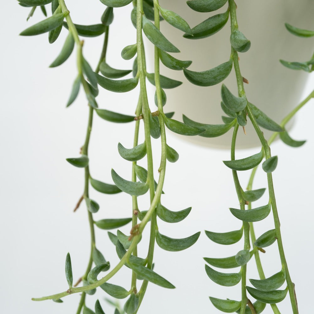  Collier De Perles - Set De 2 - Senecio Radicans - Hauteur 10-20cm - ⌀12cm
