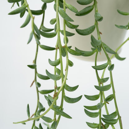  Collier De Perles - Set De 2 - Senecio Radicans - Hauteur 10-20cm - ⌀12cm