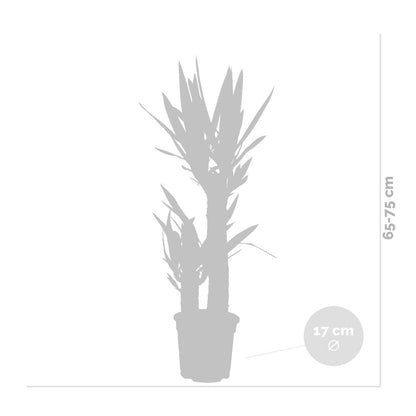  Yucca Elephantipes - Yucca Pied D’éléphant - Plante D’intérieur - 60-70 Cm De Haut - Pot 17 Cm