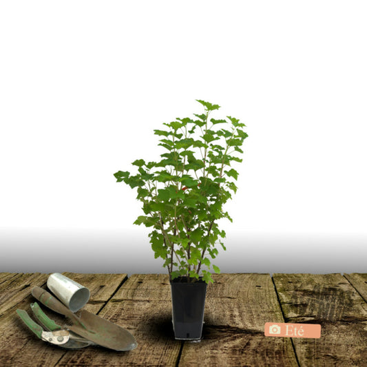  Groseillier à Grappes London Market/[-]pot De 3l - 30/60 Cm