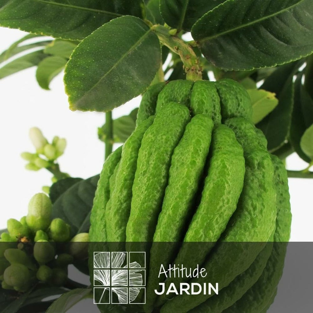  Main De Bouddha Avec Panier En Jonc De Mer - Agrume Méditerranéen - Arbre Fruitier - ↕ 75-85 Cm - ⌀ 25 Cm