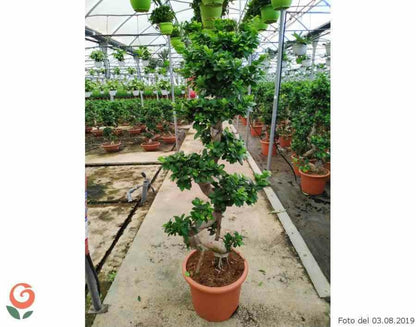  Ficus Microcarpa 'compacta' Pot De 25l- 125/150cm