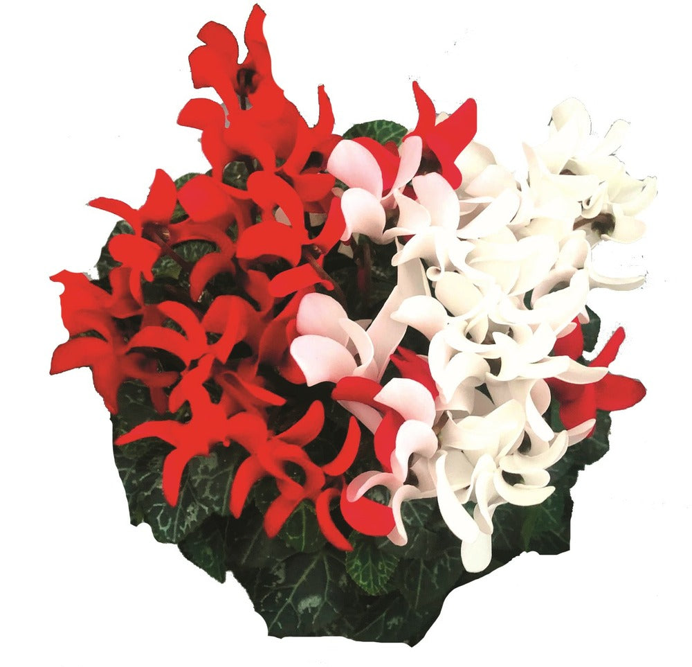  Cyclamen Mini Duo Pot 12 Cm Deco