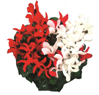 Cyclamen Mini Duo Pot 12 Cm Deco