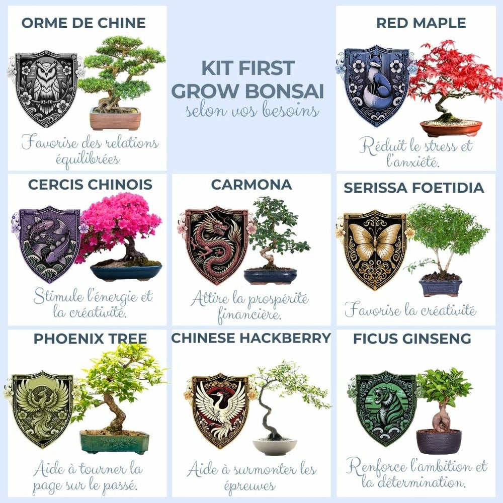  Cultivea- Kit First Bonsai Japanese Maple Avec Accesoires