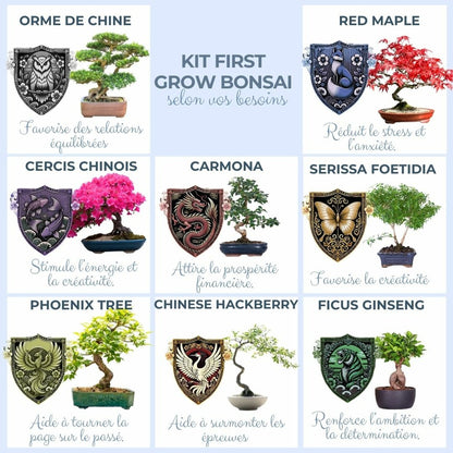  Cultivea- Kit First Bonsai Japanese Maple Avec Accesoires