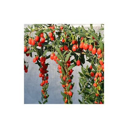  Baie De Goji Princess Tao® 'fpw03'/[-]pot De 3l - Echelle Bambou 60/120 Cm