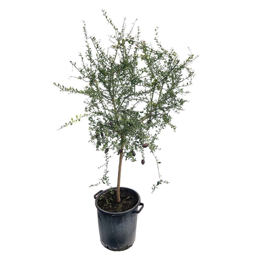  Citron Caviar H140/160cm : C35L