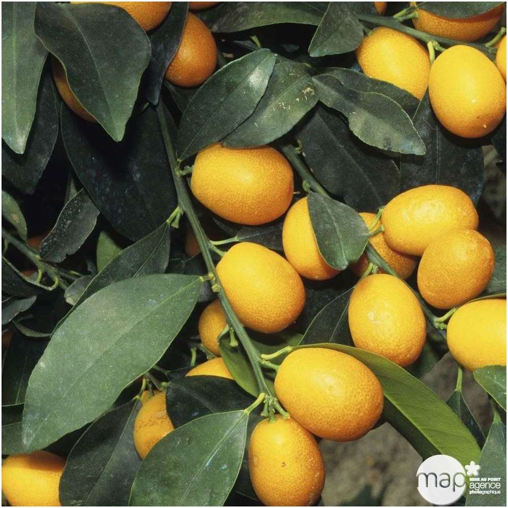  Kumquat H140/160cm : C35L