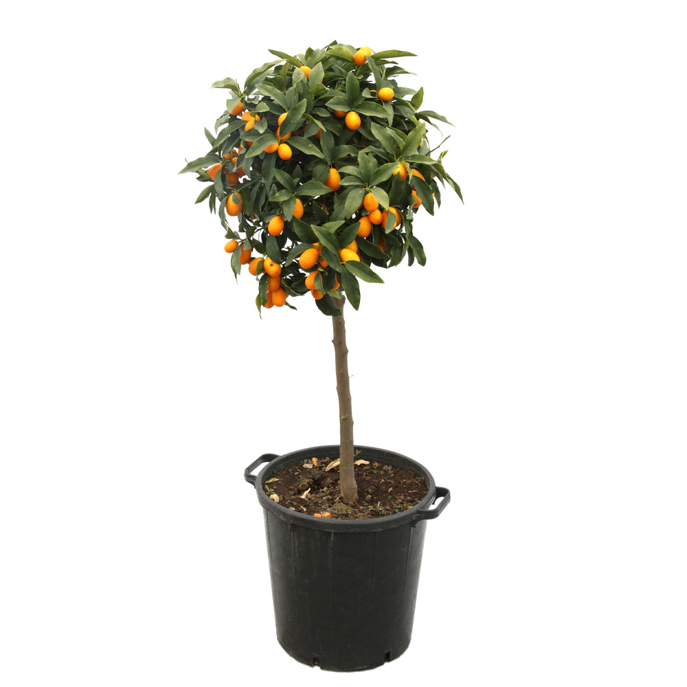  Kumquat H140/160cm : C35L