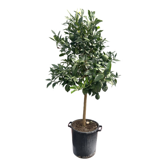  Citronnier Rouge (Osbeck) : H.140/160cm Pot 35L