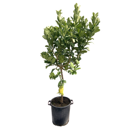  Main De Bouddha : H.140/160cm C35L