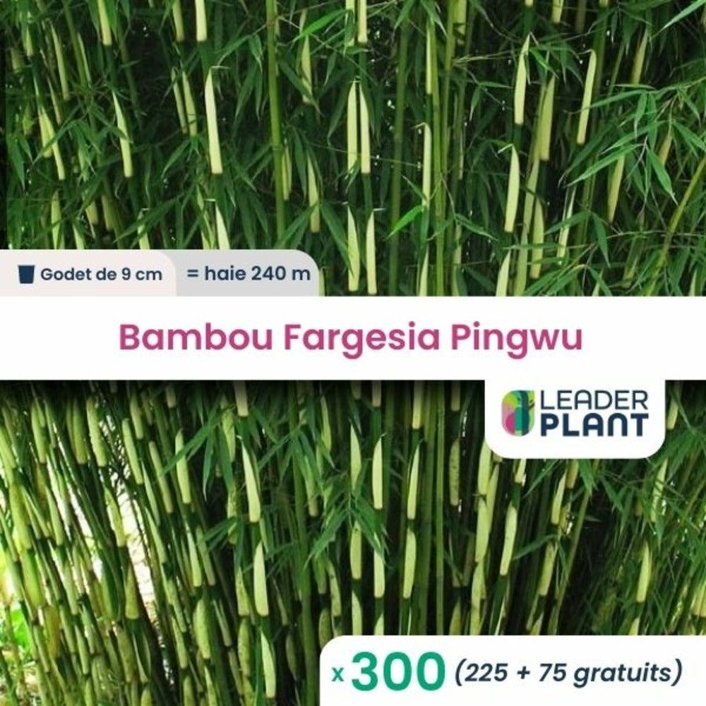 300 X Bambou Fargesia Pingwu En Godet