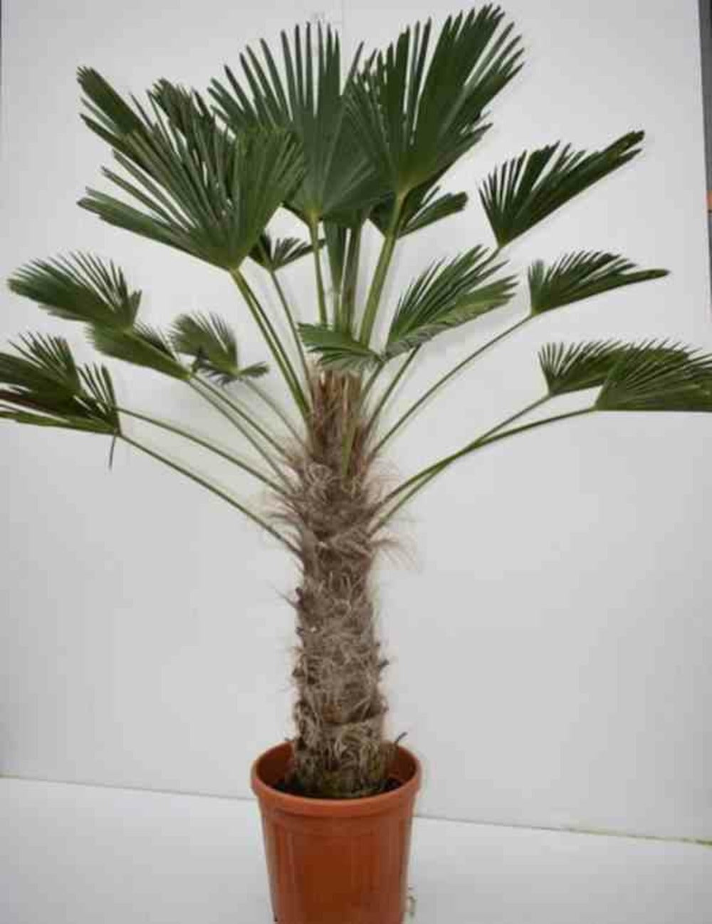  Trachycarpus Wagnerianus (palmier De Chusan)- Pot De 10l - Tronc 15/25 Cm - Total 60/80cm