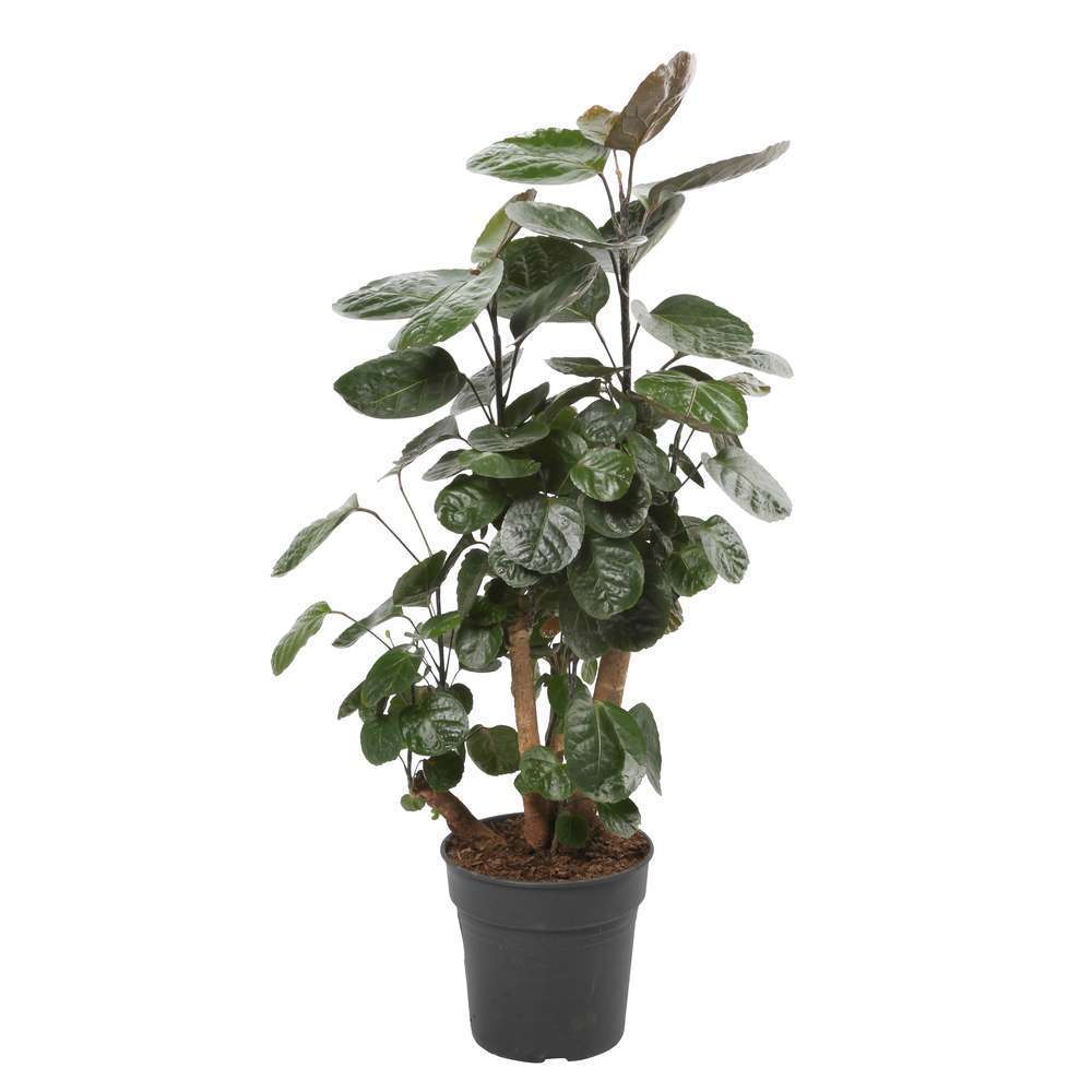  Polyscias Varié : Pot D19xH70cm