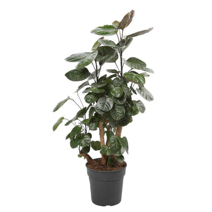  Polyscias Varié : Pot D19xH70cm