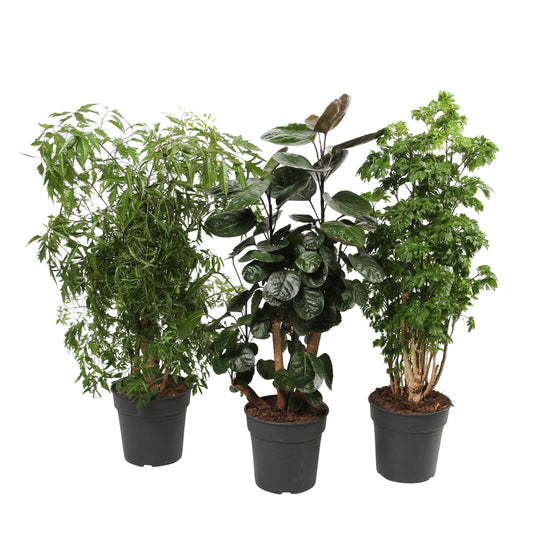  Polyscias Varié : Pot D19xH70cm