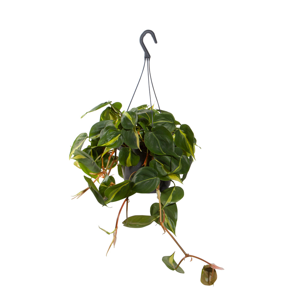  Philodendron Scandens 'Brazil':suspension D18cm