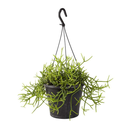  Rhipsalis Mix : Suspension D17cm