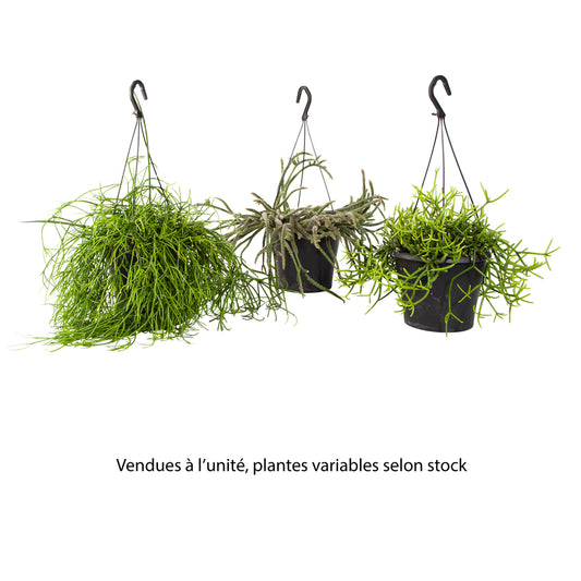  Rhipsalis Mix : Suspension D17cm