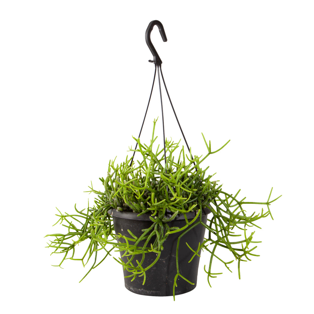  Rhipsalis Mix : Suspension D17cm