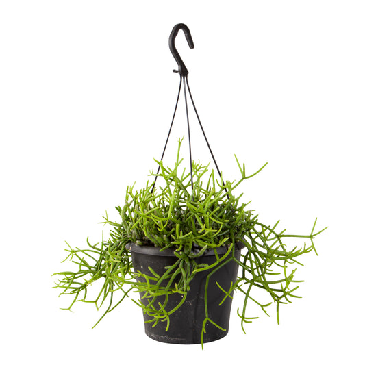  Rhipsalis Mix : Suspension D17cm
