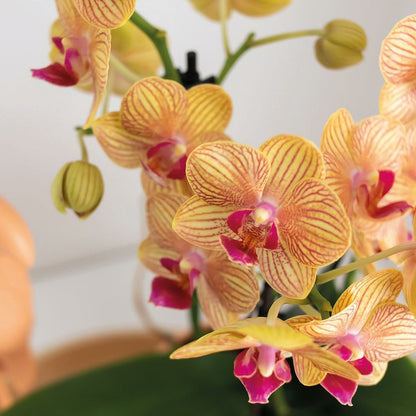  Orchidée Corail Et Succulente Avec Cache-pot Pêche Sur Plateau Blanc