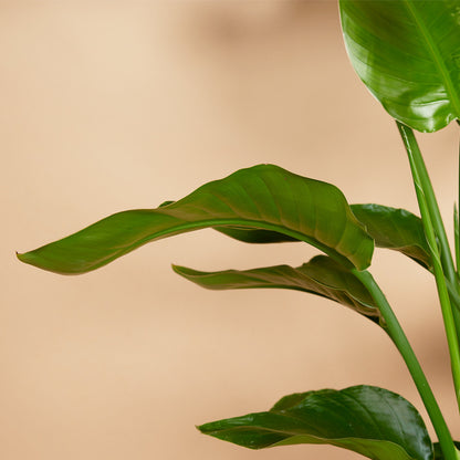  Lot De 2 - Strelitzia Nicolai - Plante Strelitzia - Hauteur 70-80 Cm - Pot De 17 Cm