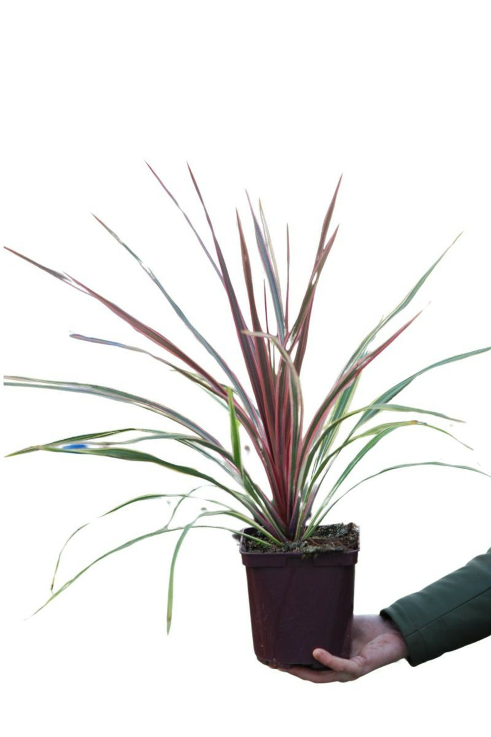  Cordyline 'can Can' - En Pot De 3 Litres