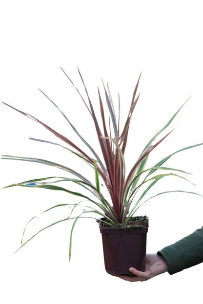  Cordyline 'can Can' - En Pot De 3 Litres