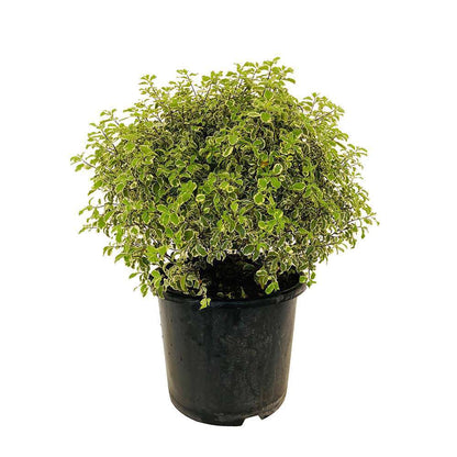  Pittosporum Eugenioides Variegatum: C15L